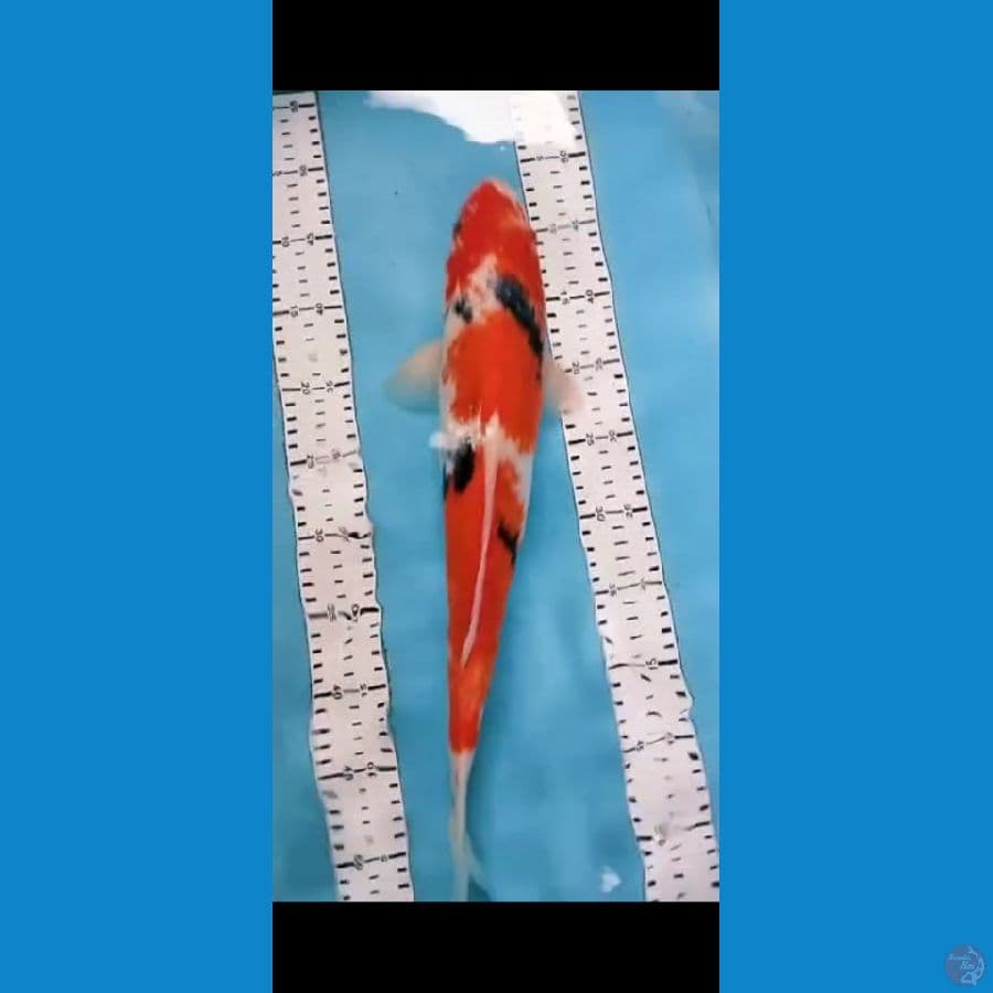 showa 44cm