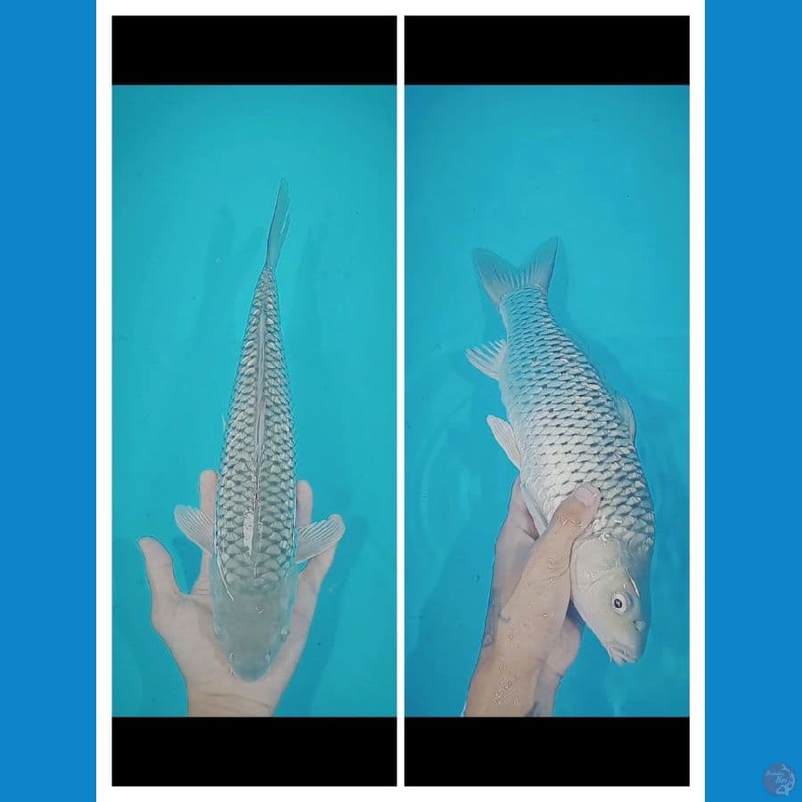 Shoragoi Punuk 37CM