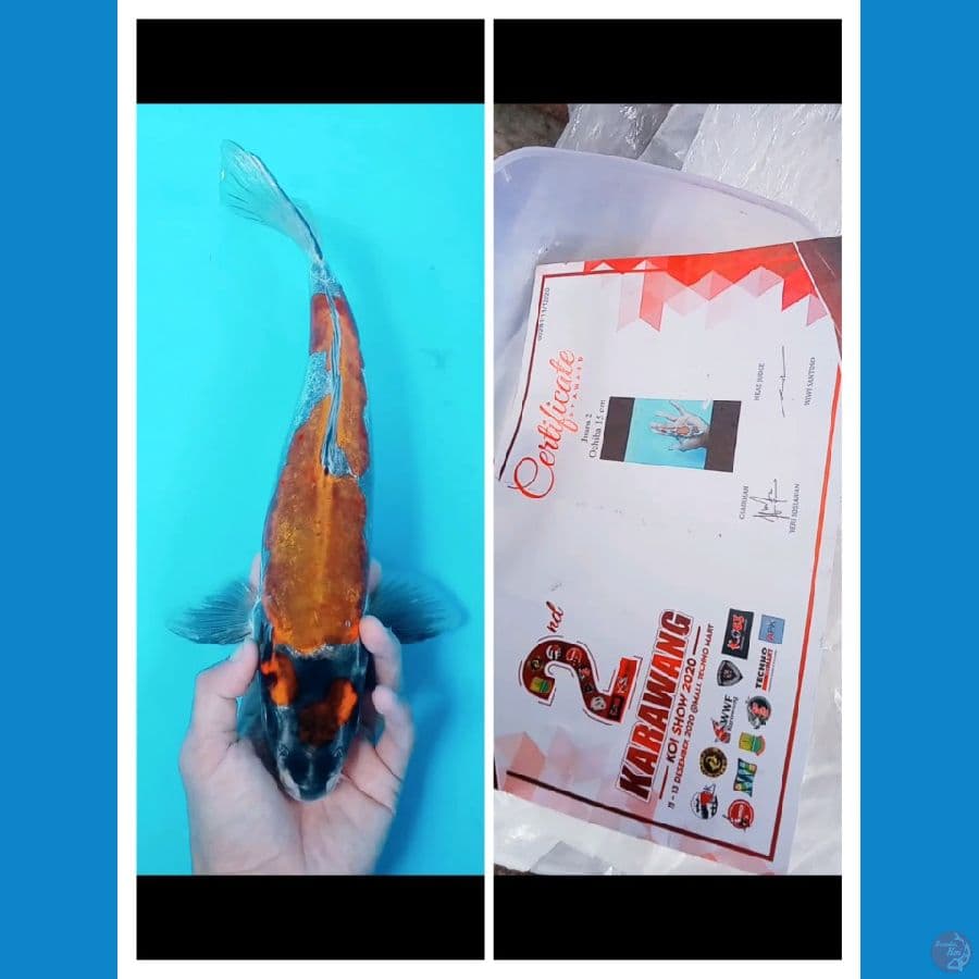 Ochiba 40CM
