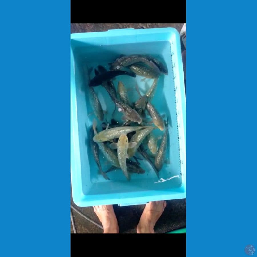 shoragoi gindrin 30ekor