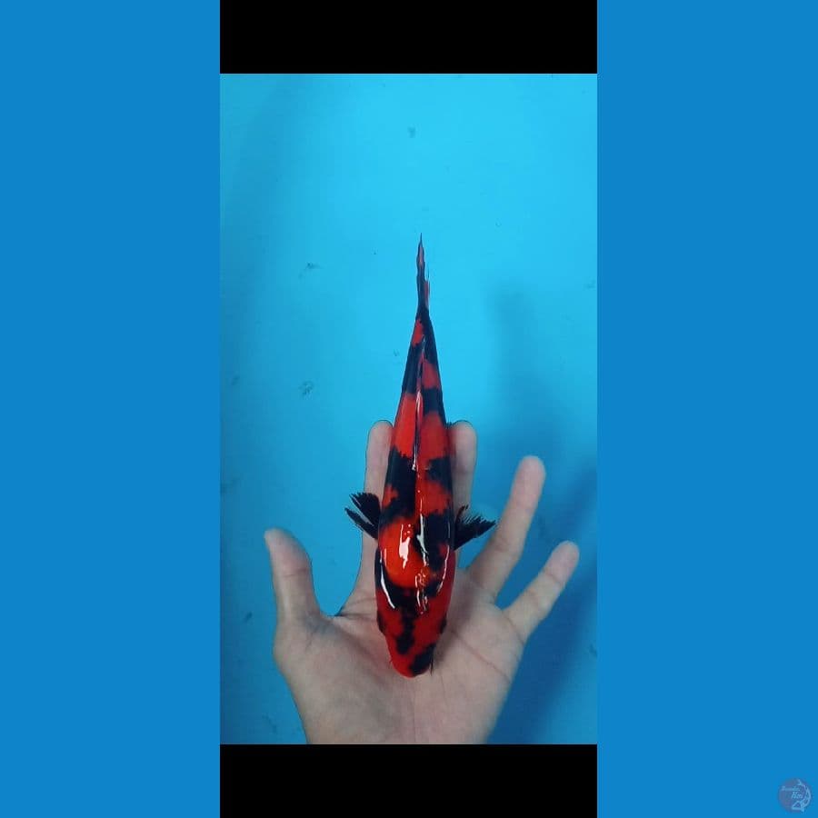 HiShowa 25CM MERAH PARAH