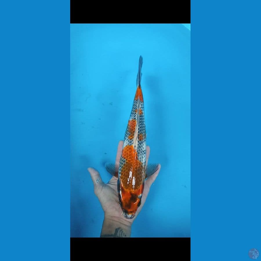 KinShowa 35CM