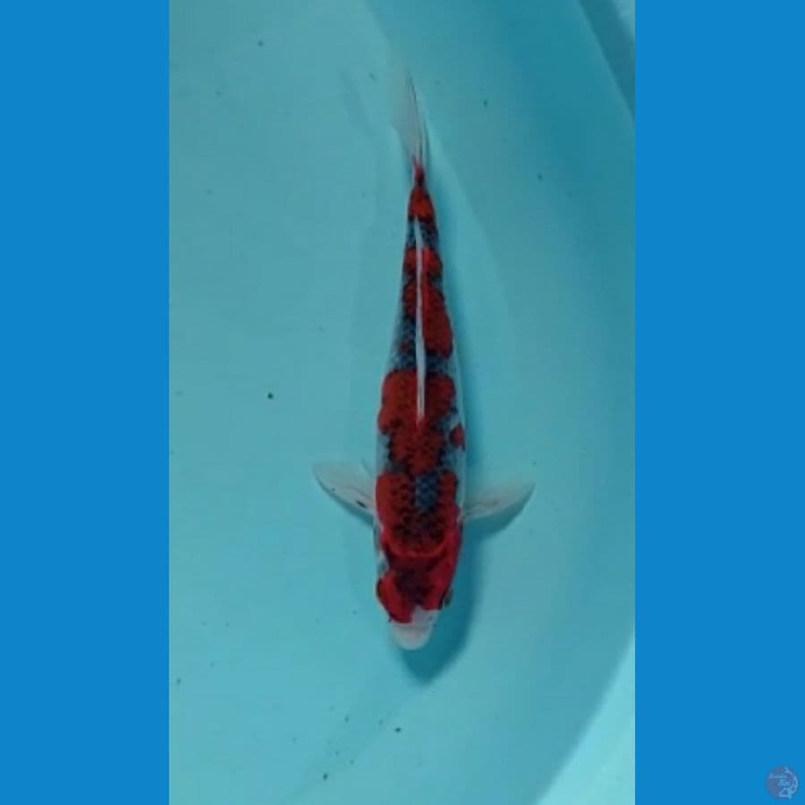 goshiki 22 cm