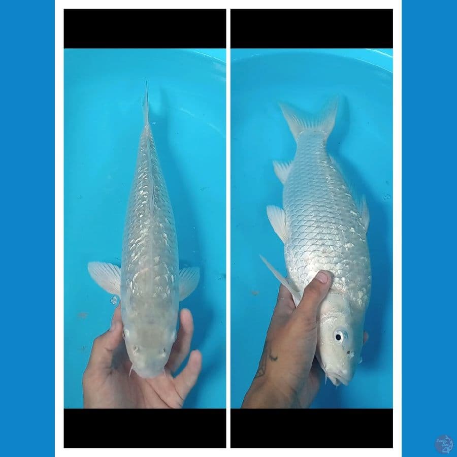 Shoragoi ginrin 45CM