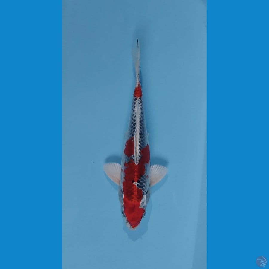 red kujaku male 22 cm