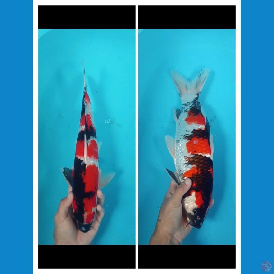 Showa Original 41CM