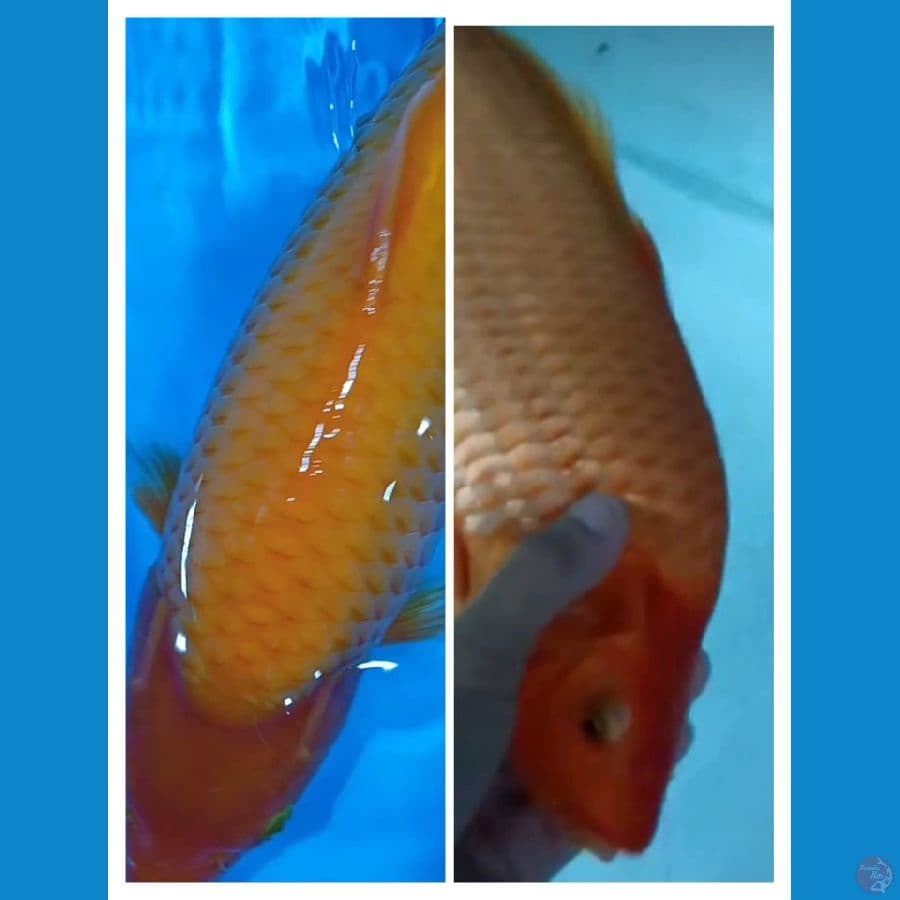 RED KARASI JAGUNG 37CM