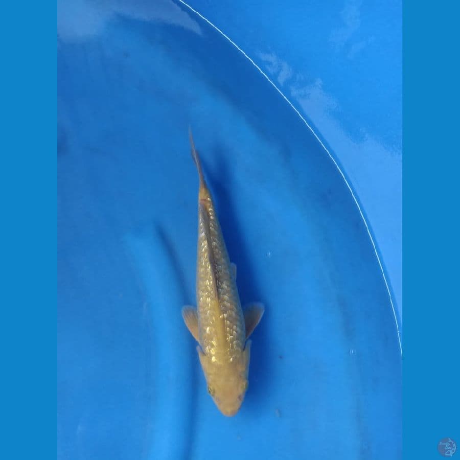 midori ginrin