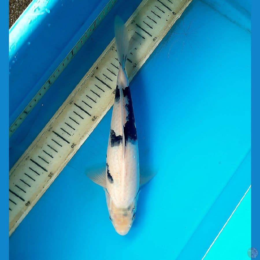 Shiro tategoi 29cm Male