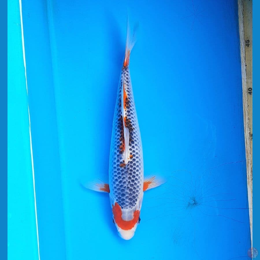 Motoaka asagi 24cm Male
