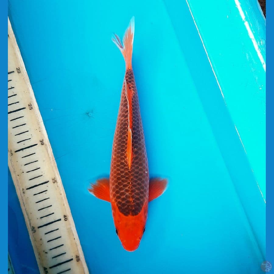 Aka matsuba 28cm Male