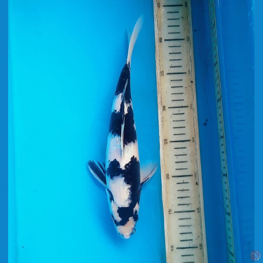 Kuragake shiro utsuri 30cm Male