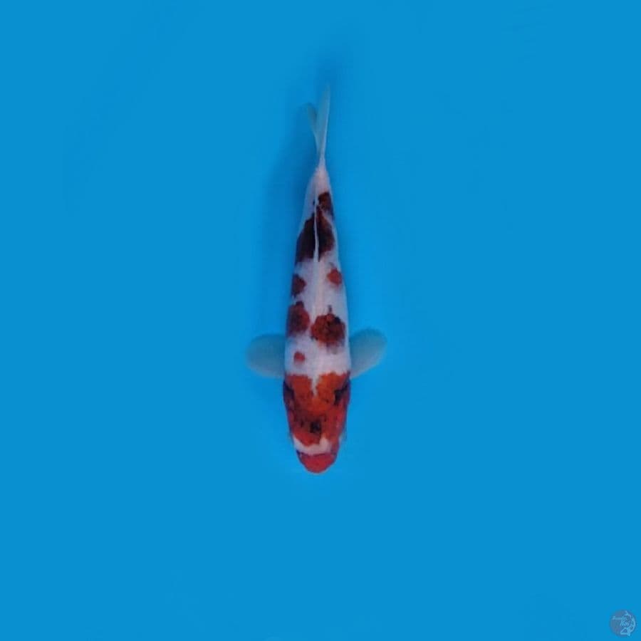 AI GOROMO 23 cm Hq