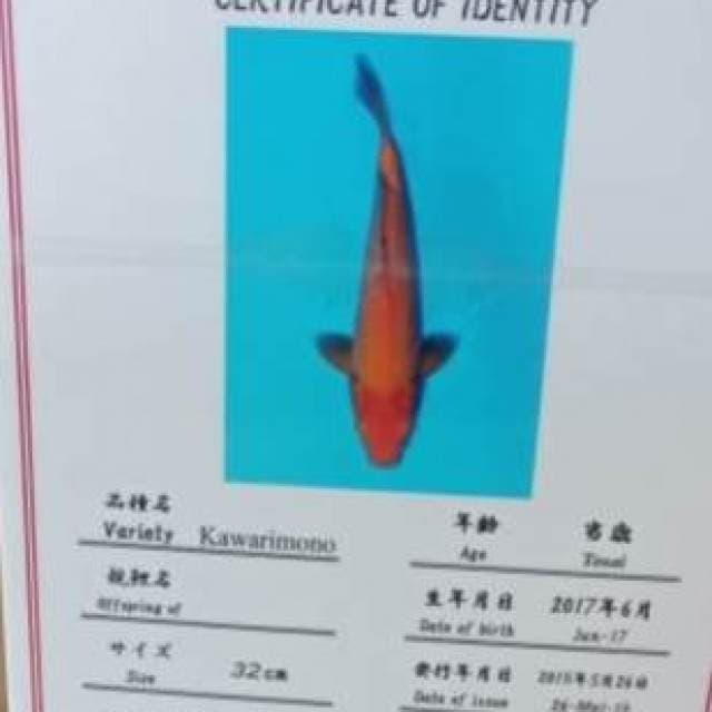 Dainichi Kawari
