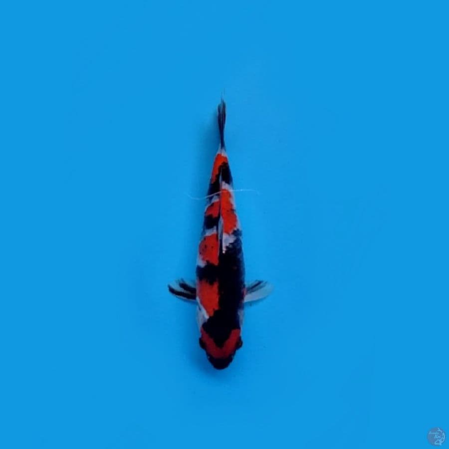SHOWA SANSOKU 18 cm SQ