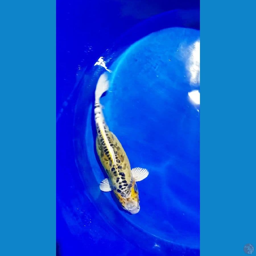 mix 45 cm