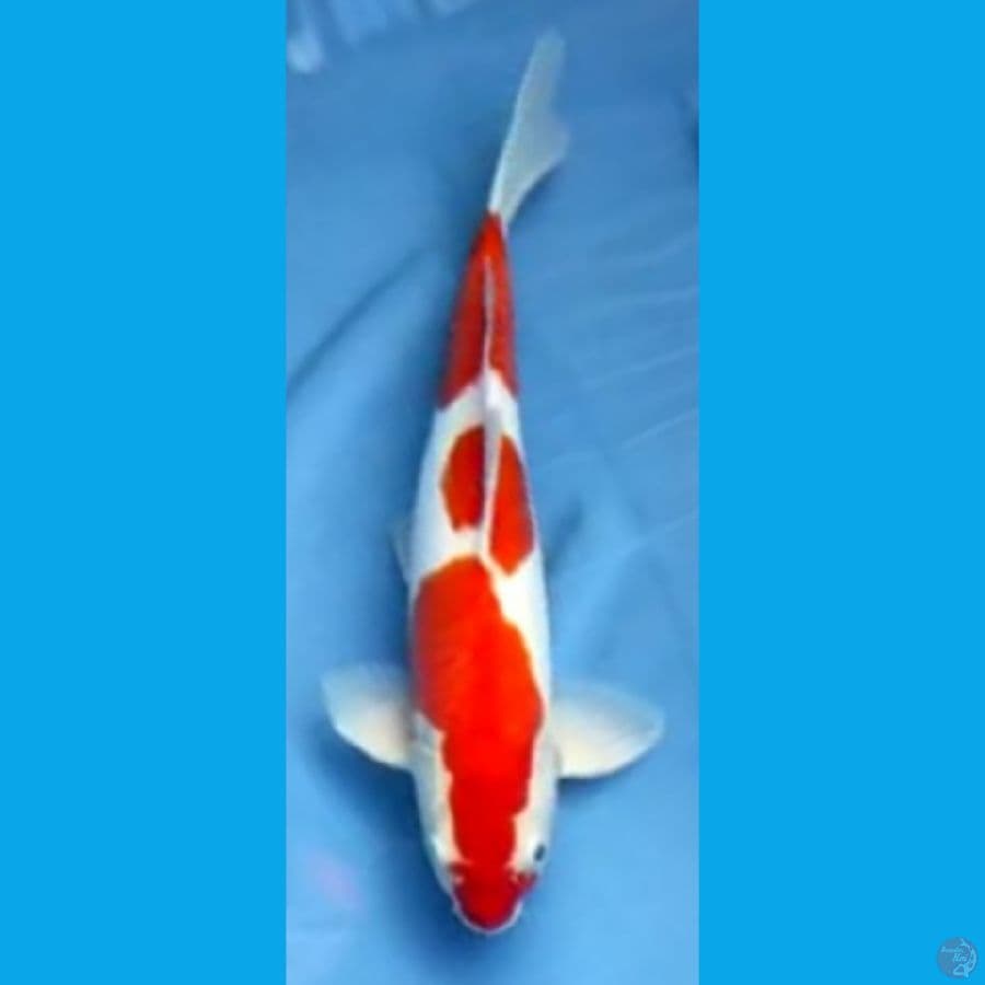 KOHAKU DOIT #37cm