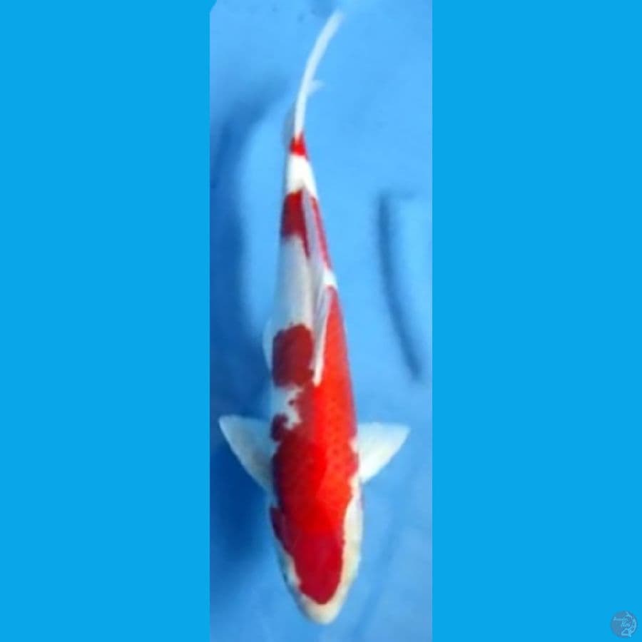 KOHAKU JANTAN #42cm