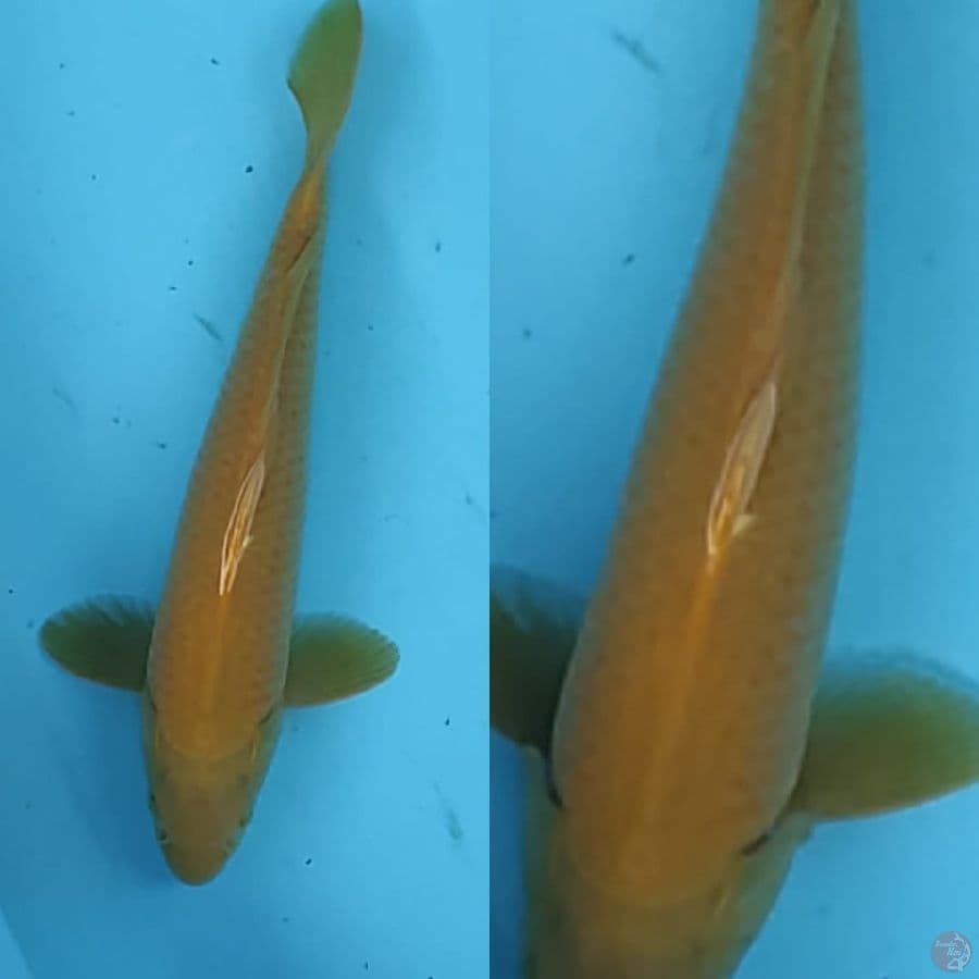 3. karasi bersih ///36cm