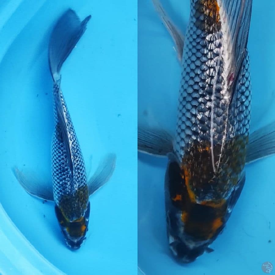 4. kumpay antikan ginrin // 30cm