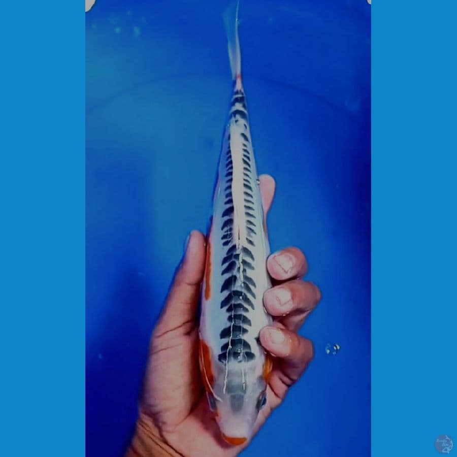 31 cm
