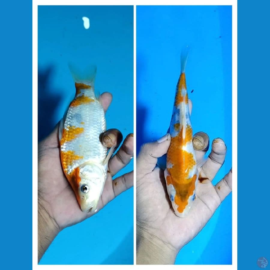 F1 showa tategoi Sz 17cm