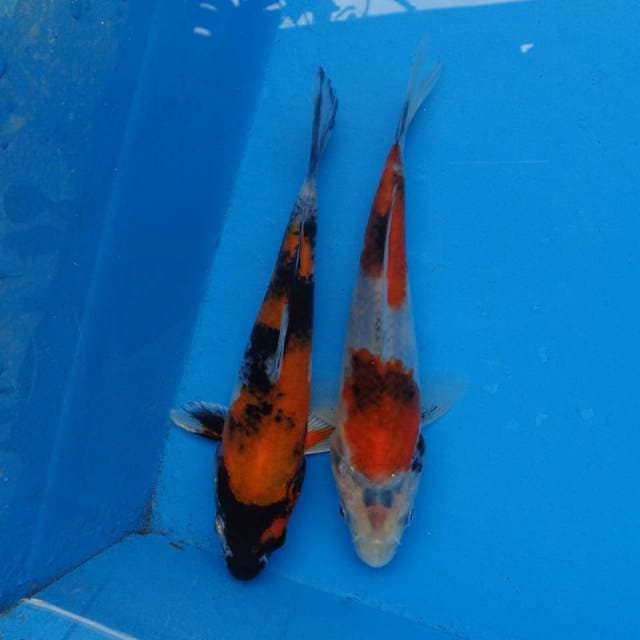 Duo Showa F1