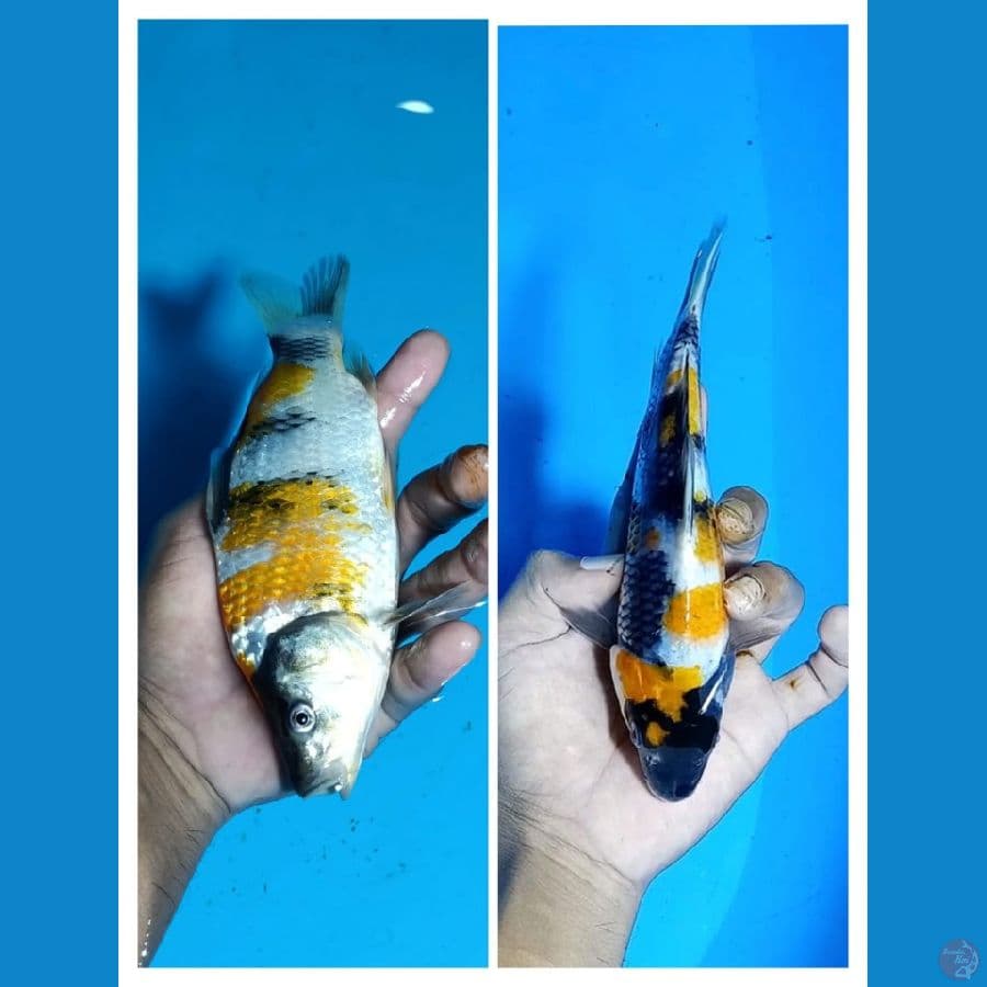 F1 Ki Showa sansoku ori Sz 18cm