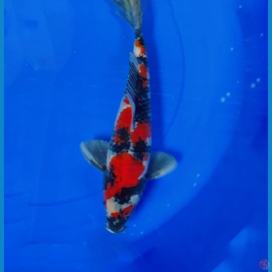 LOCAL PRIDE SHOWA M33CM