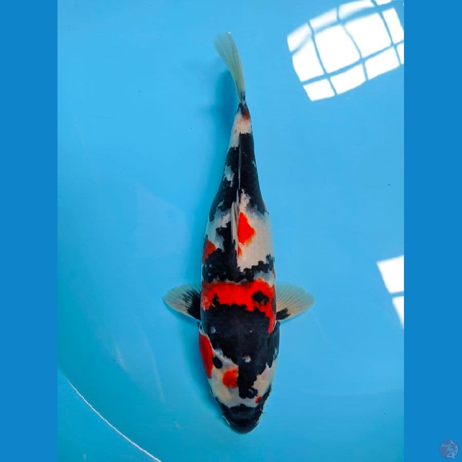 LOCAL PRIDE F35cm