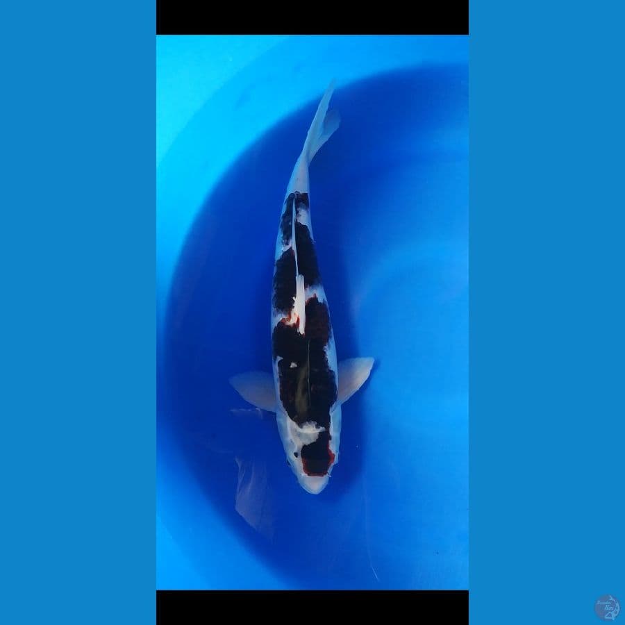 45cm budo goromo