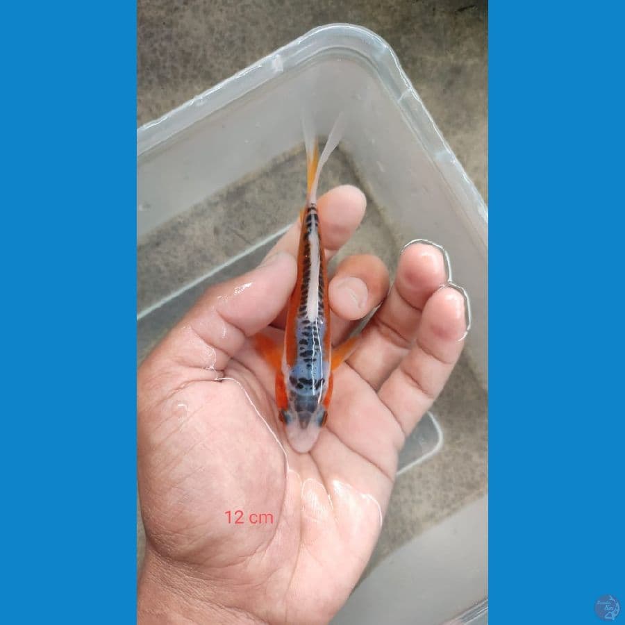 minion shusui 12 cm
