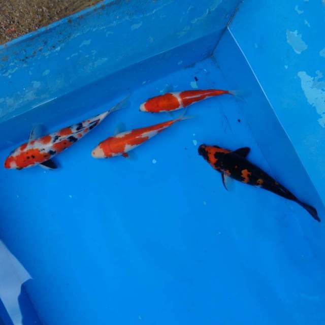 Mix Koromo, Sanke, Hi utsuri F1