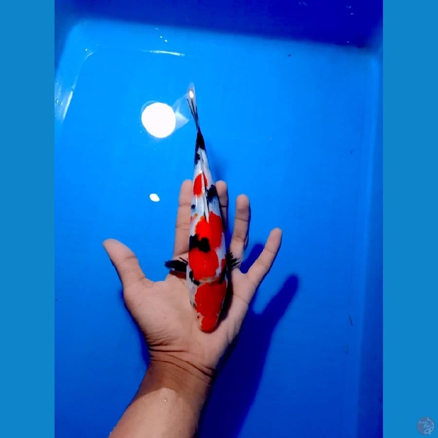 Showa 24 cm