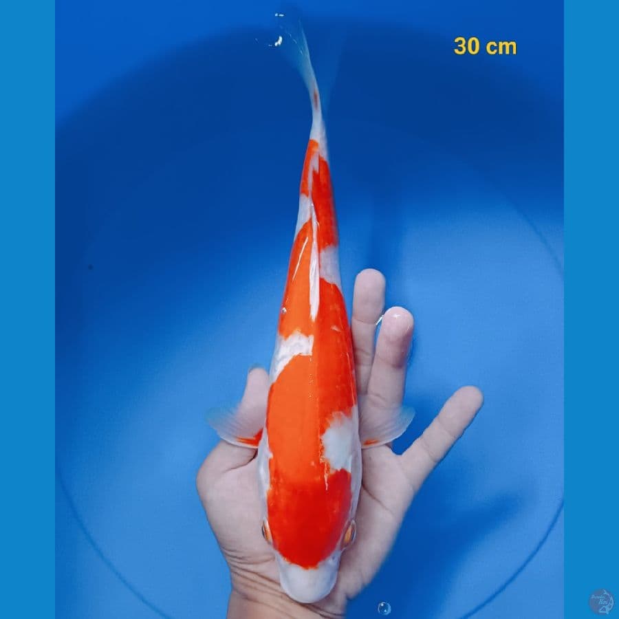 inazuma 30 cm