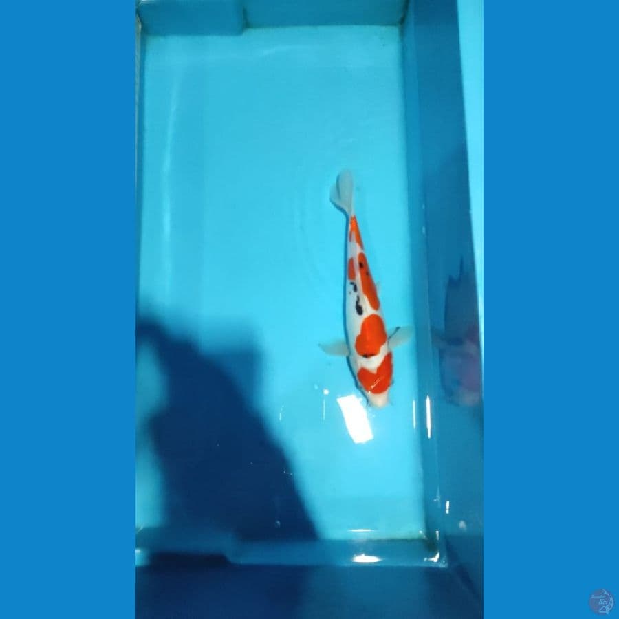sanke doitsu 26 cm female