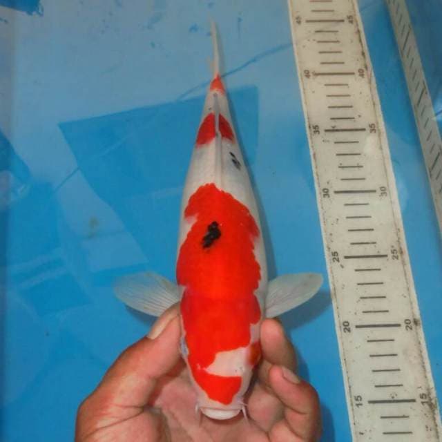 SANSHOKU OK