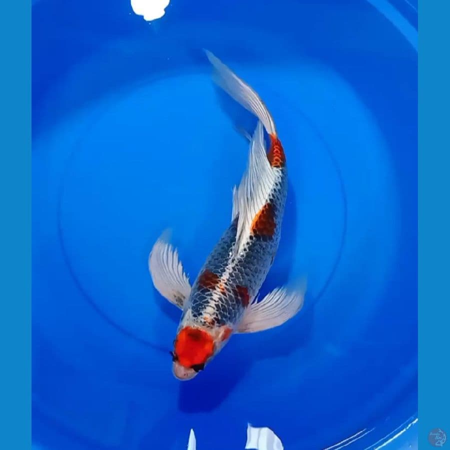 RED KUJAKU KUMPAY 45CM MALE