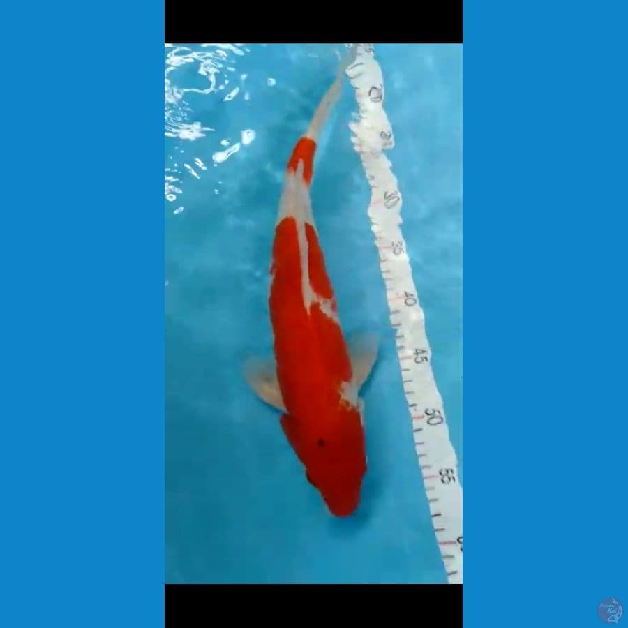 Pejantan Sanke M 40cm