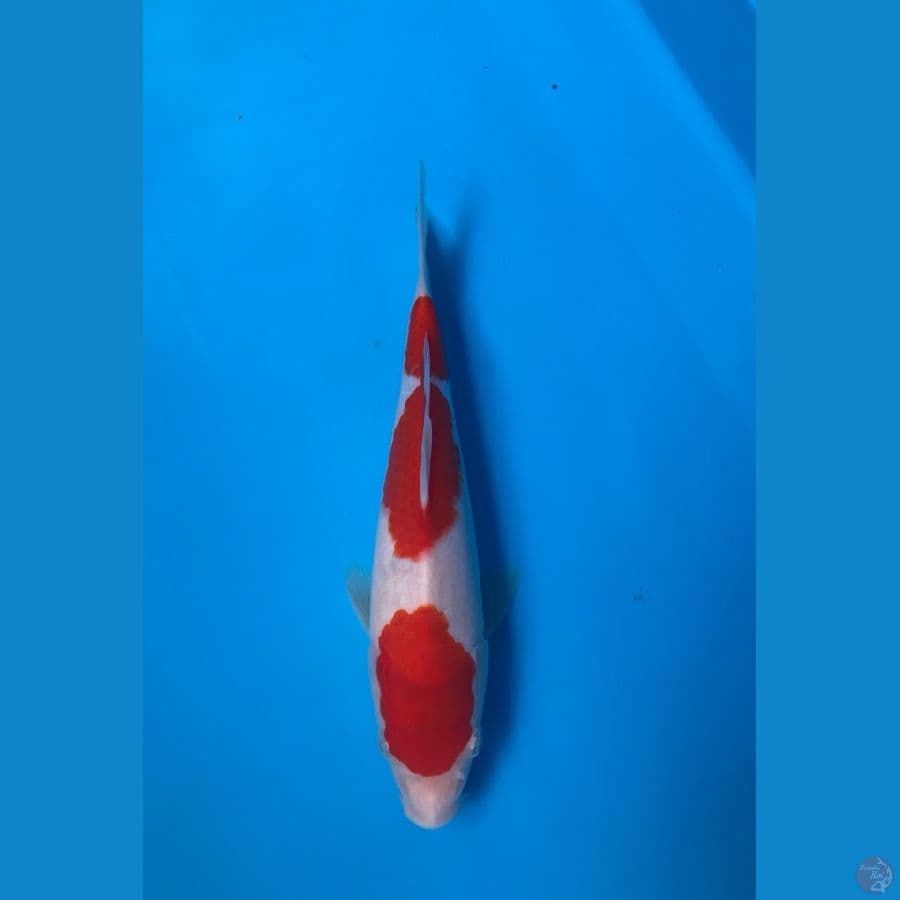 25cm male