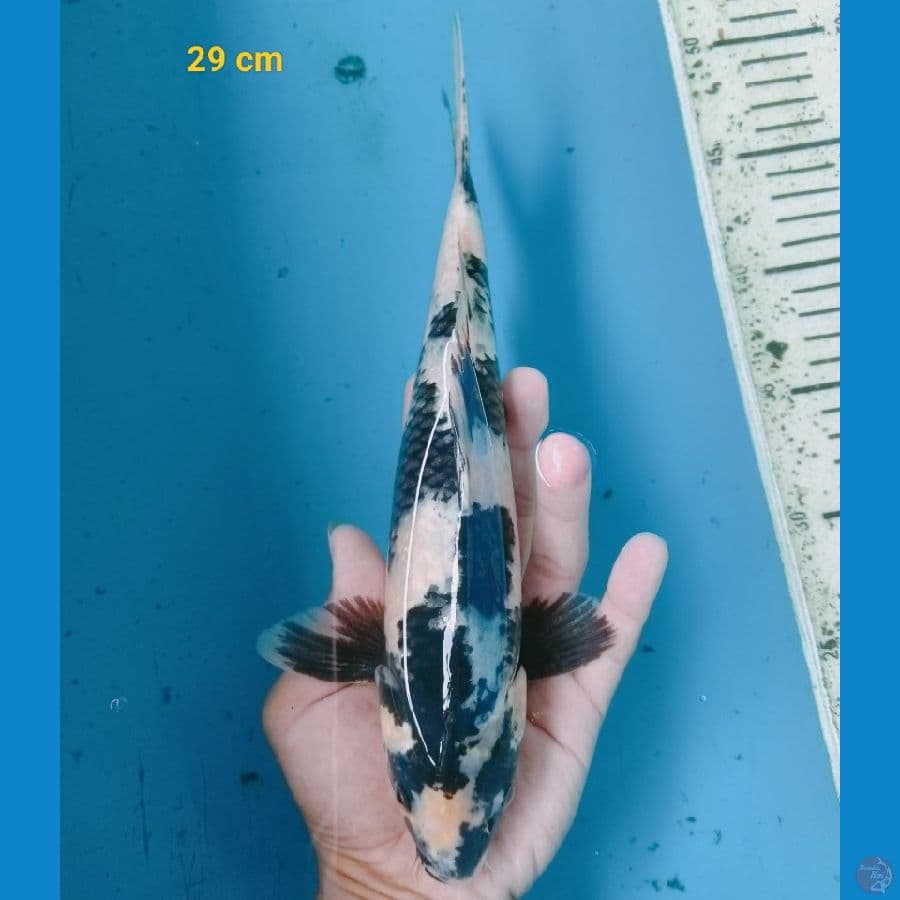 shiro 29 cm