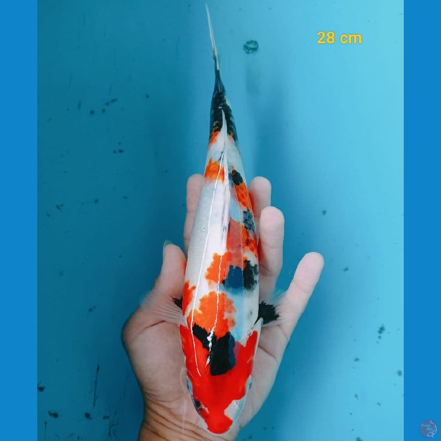 Showa 28 cm