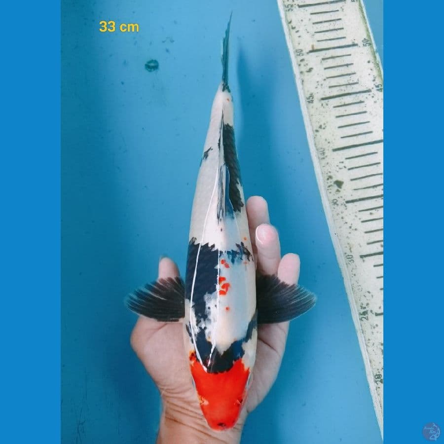 Tancho showa 33 cm