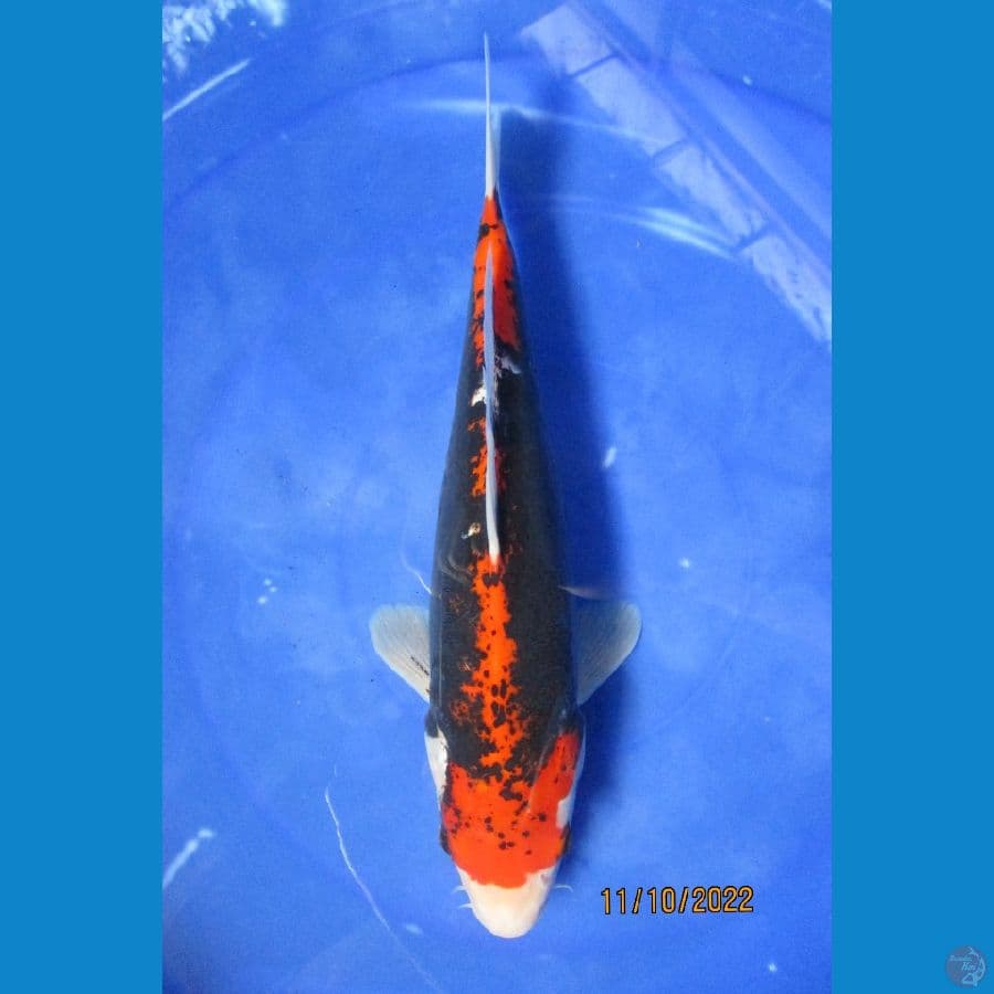 Benikumon 30 cm