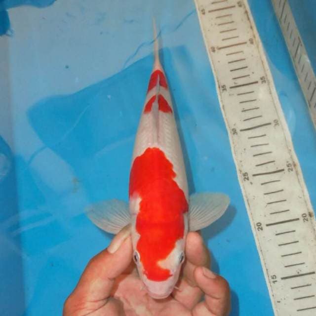 KOHAKU BAGUS