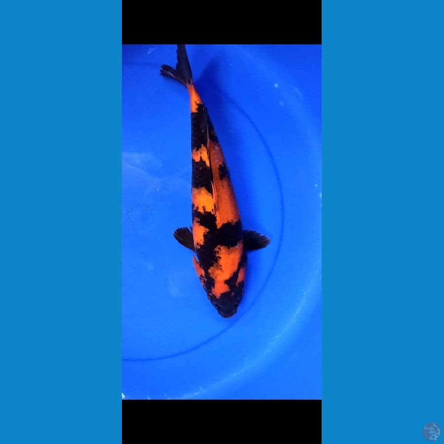 Hi Utsuri 36cm