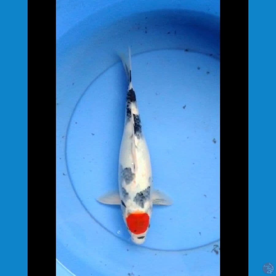 Tancho showa tategoi 34 cm