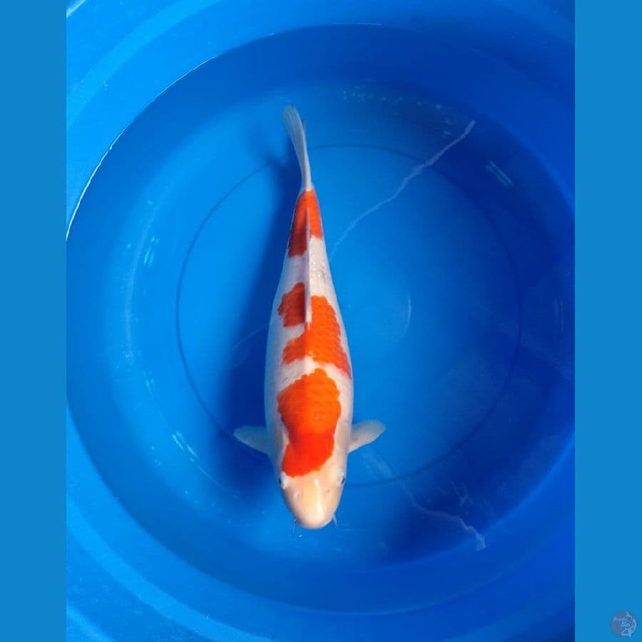 KOHAKU SAKAI 50CM/F