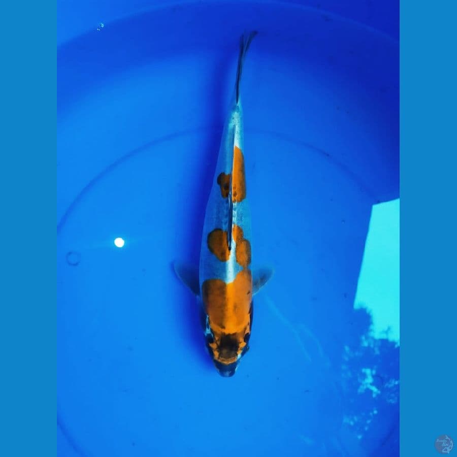 ~KIKKO 33CM F~