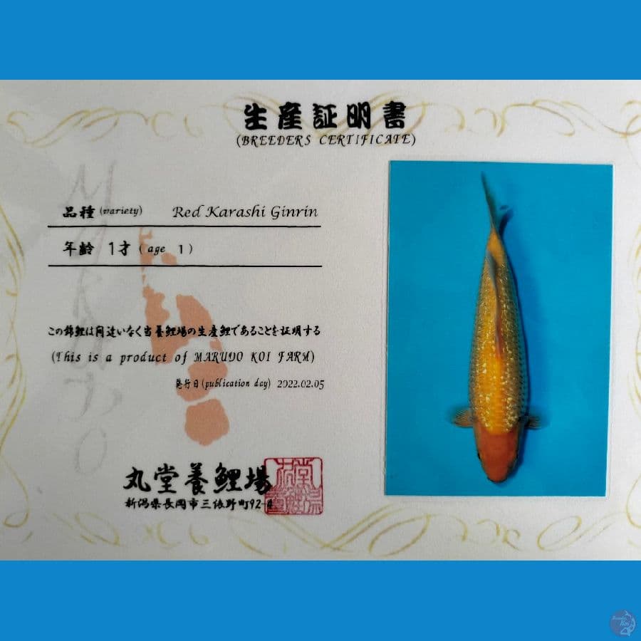 Red G.Karasi Marudo 40cm